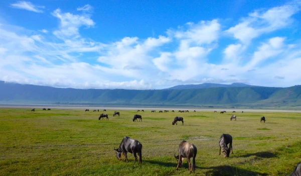  Ngongoro Trip